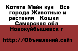 Котята Мейн кун - Все города Животные и растения » Кошки   . Самарская обл.,Новокуйбышевск г.